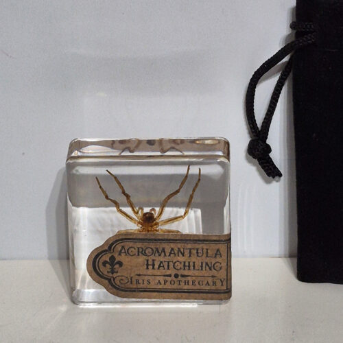 HP Acromantula Hatchling